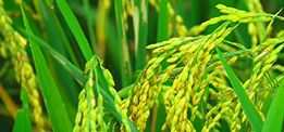 創(chuàng)新大米口感好，營(yíng)養(yǎng)豐富！ 